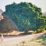Árbol de Motor Grande